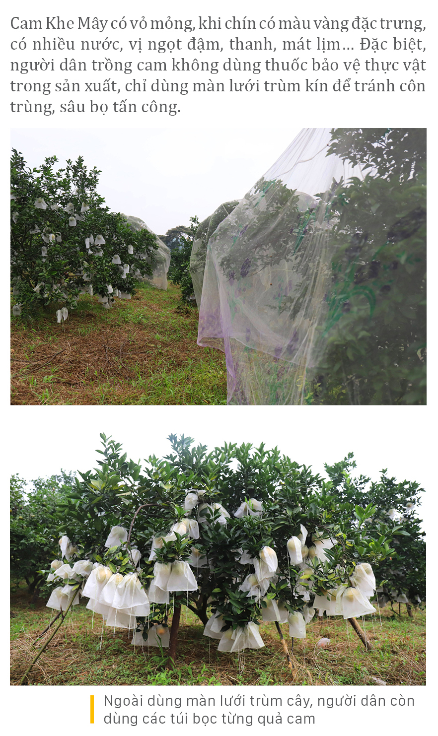 "Mắc màn lưới" bảo vệ cam Khe Mây đặc sản ở Hà Tĩnh ảnh 10