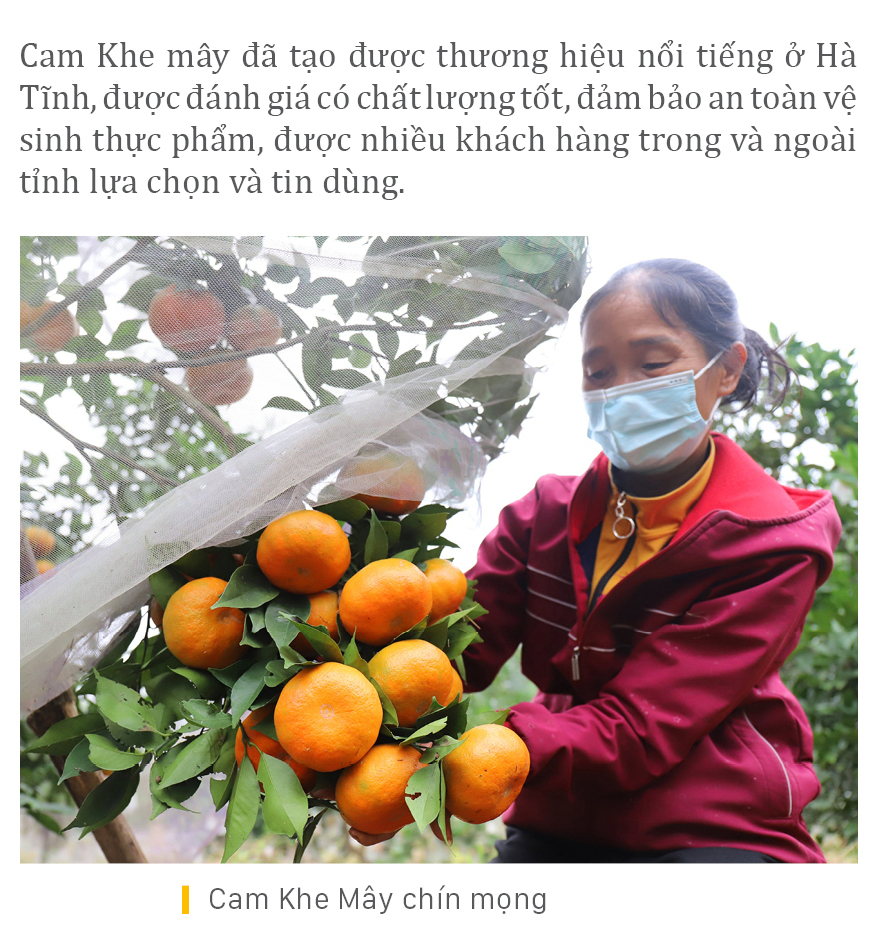 "Mắc màn lưới" bảo vệ cam Khe Mây đặc sản ở Hà Tĩnh ảnh 11