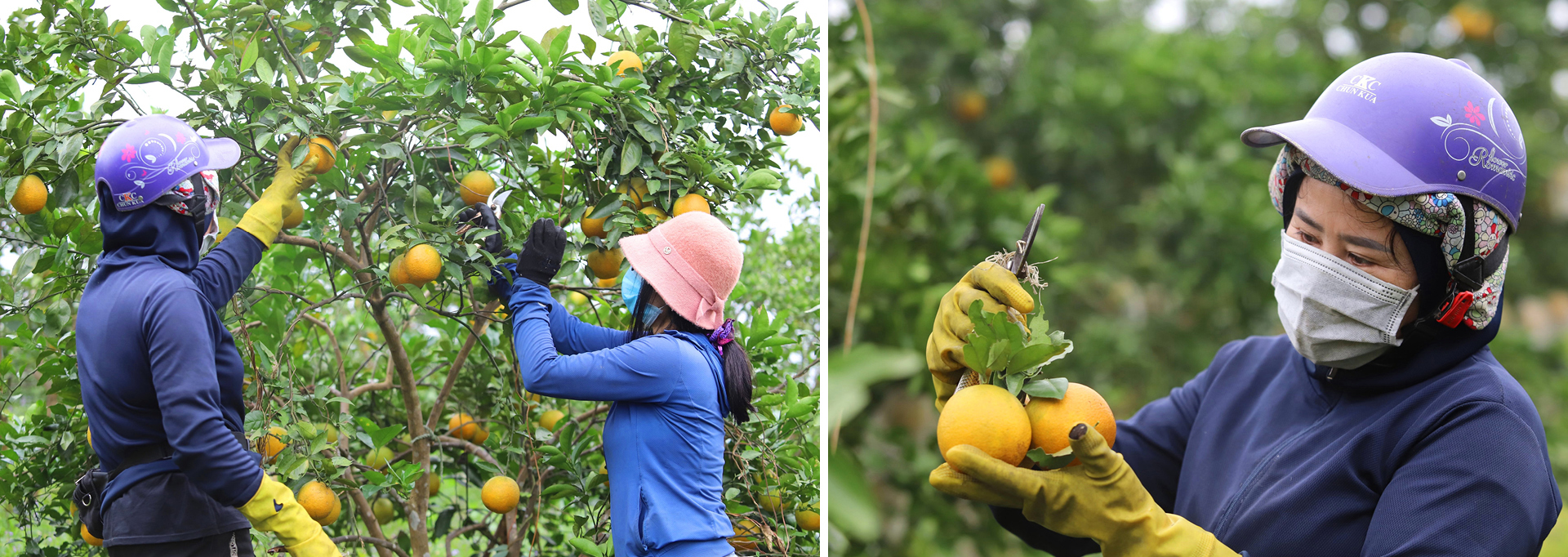 "Mắc màn lưới" bảo vệ cam Khe Mây đặc sản ở Hà Tĩnh ảnh 12