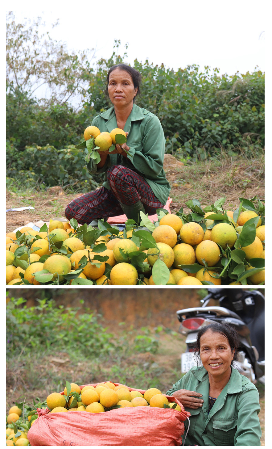"Mắc màn lưới" bảo vệ cam Khe Mây đặc sản ở Hà Tĩnh ảnh 14