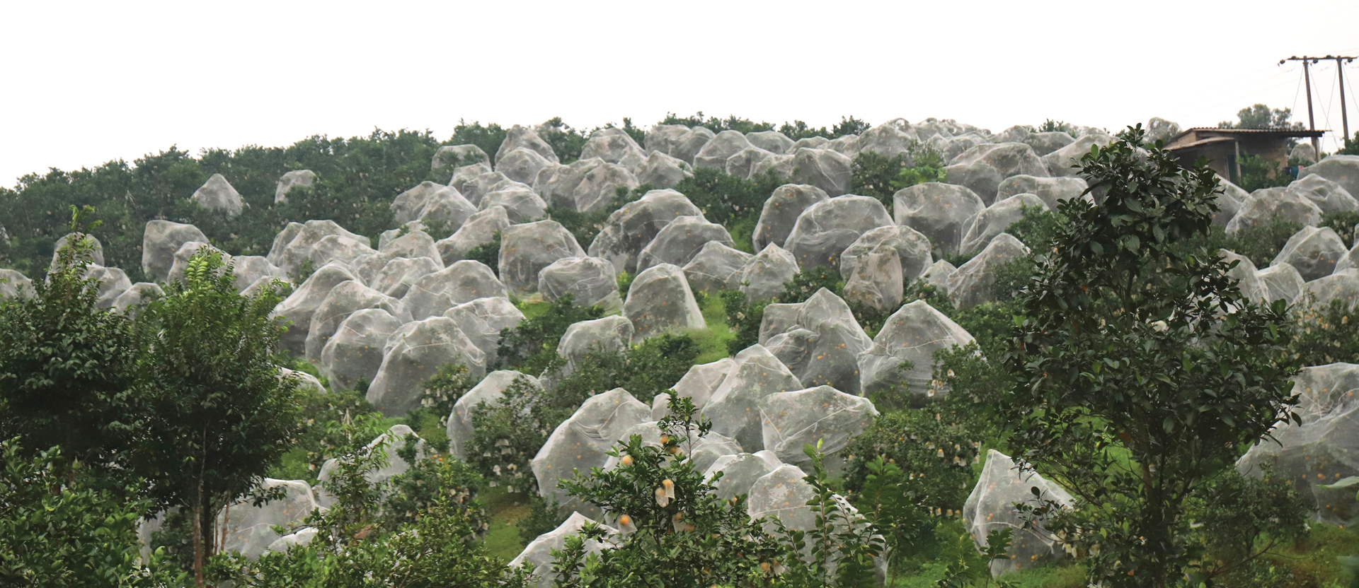 "Mắc màn lưới" bảo vệ cam Khe Mây đặc sản ở Hà Tĩnh ảnh 2