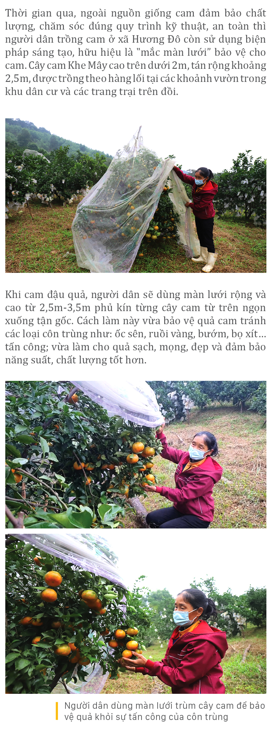 "Mắc màn lưới" bảo vệ cam Khe Mây đặc sản ở Hà Tĩnh ảnh 3