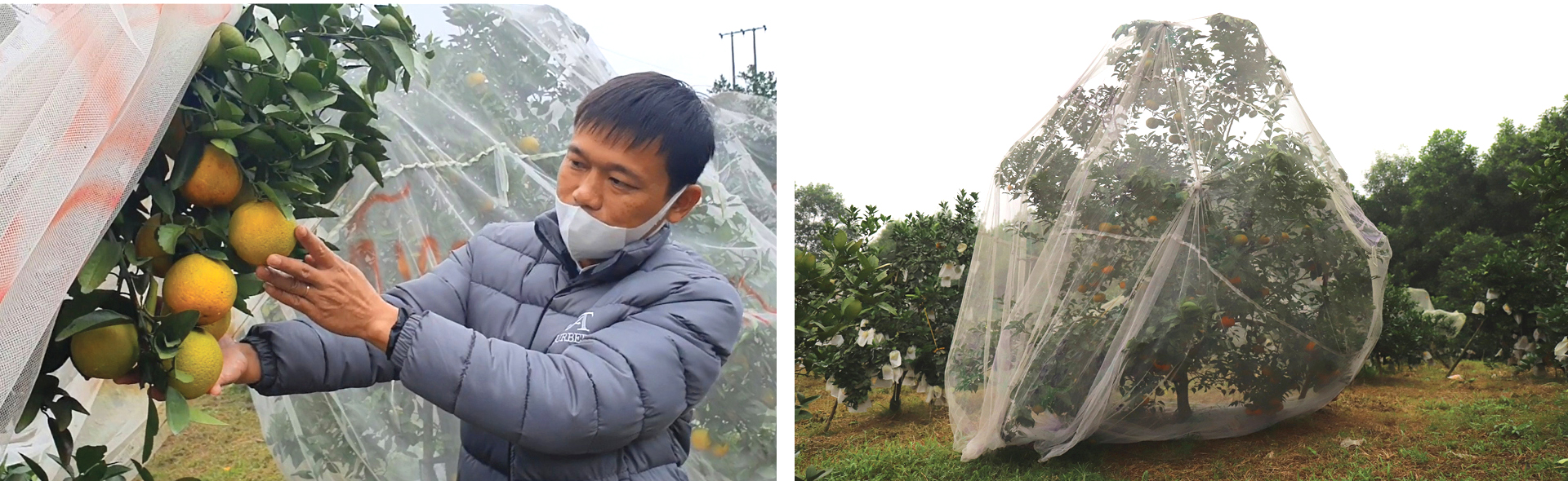 "Mắc màn lưới" bảo vệ cam Khe Mây đặc sản ở Hà Tĩnh ảnh 4