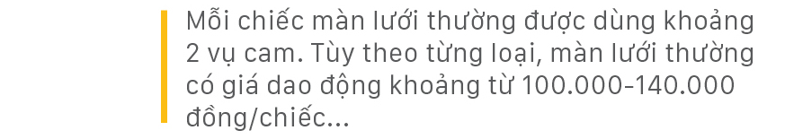 "Mắc màn lưới" bảo vệ cam Khe Mây đặc sản ở Hà Tĩnh ảnh 5