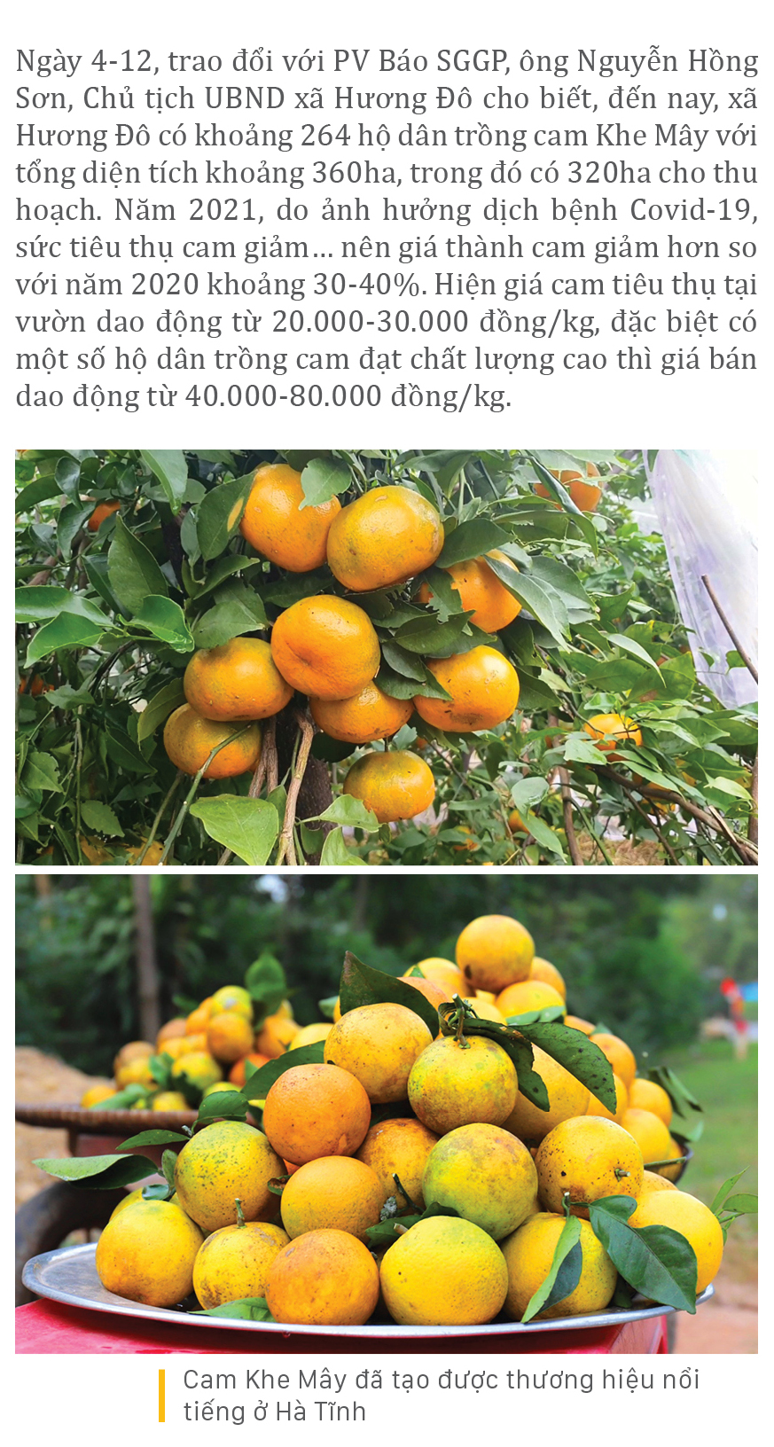 "Mắc màn lưới" bảo vệ cam Khe Mây đặc sản ở Hà Tĩnh ảnh 6