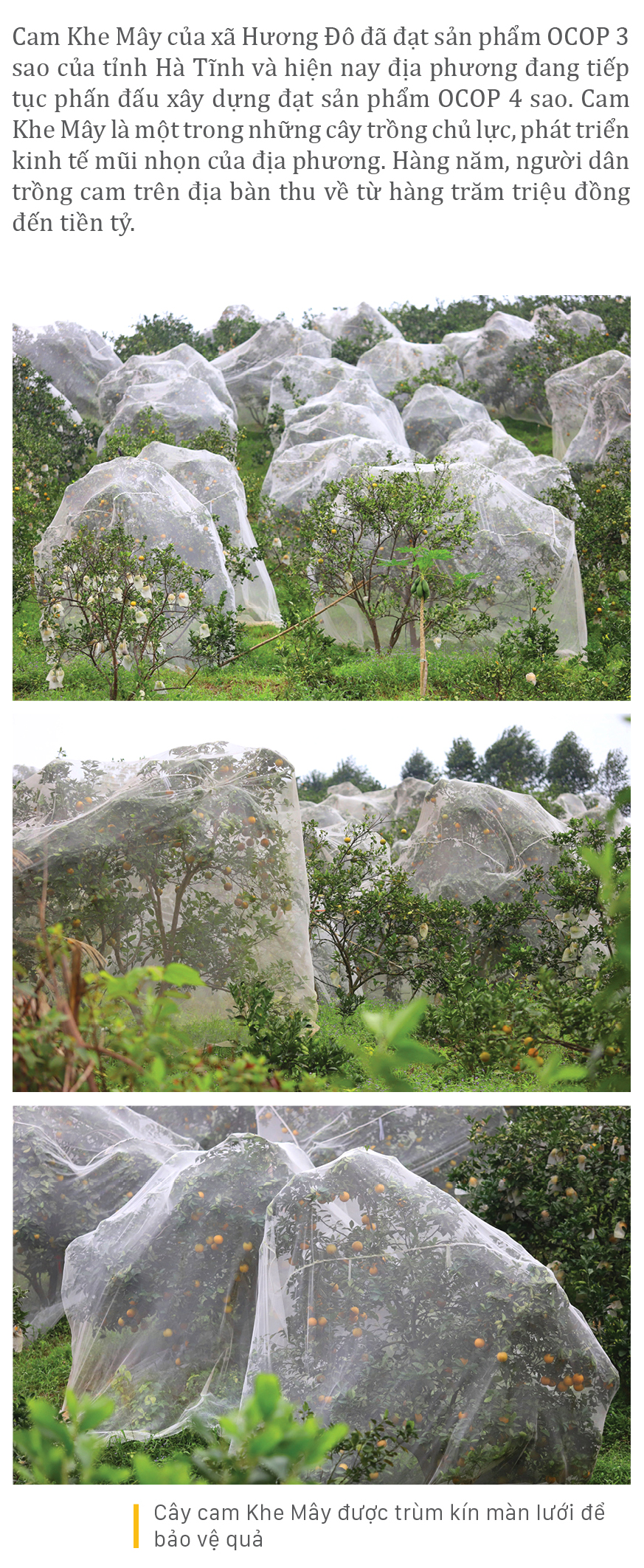"Mắc màn lưới" bảo vệ cam Khe Mây đặc sản ở Hà Tĩnh ảnh 7