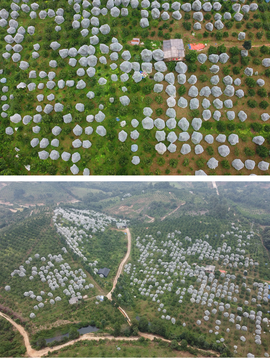 "Mắc màn lưới" bảo vệ cam Khe Mây đặc sản ở Hà Tĩnh ảnh 8