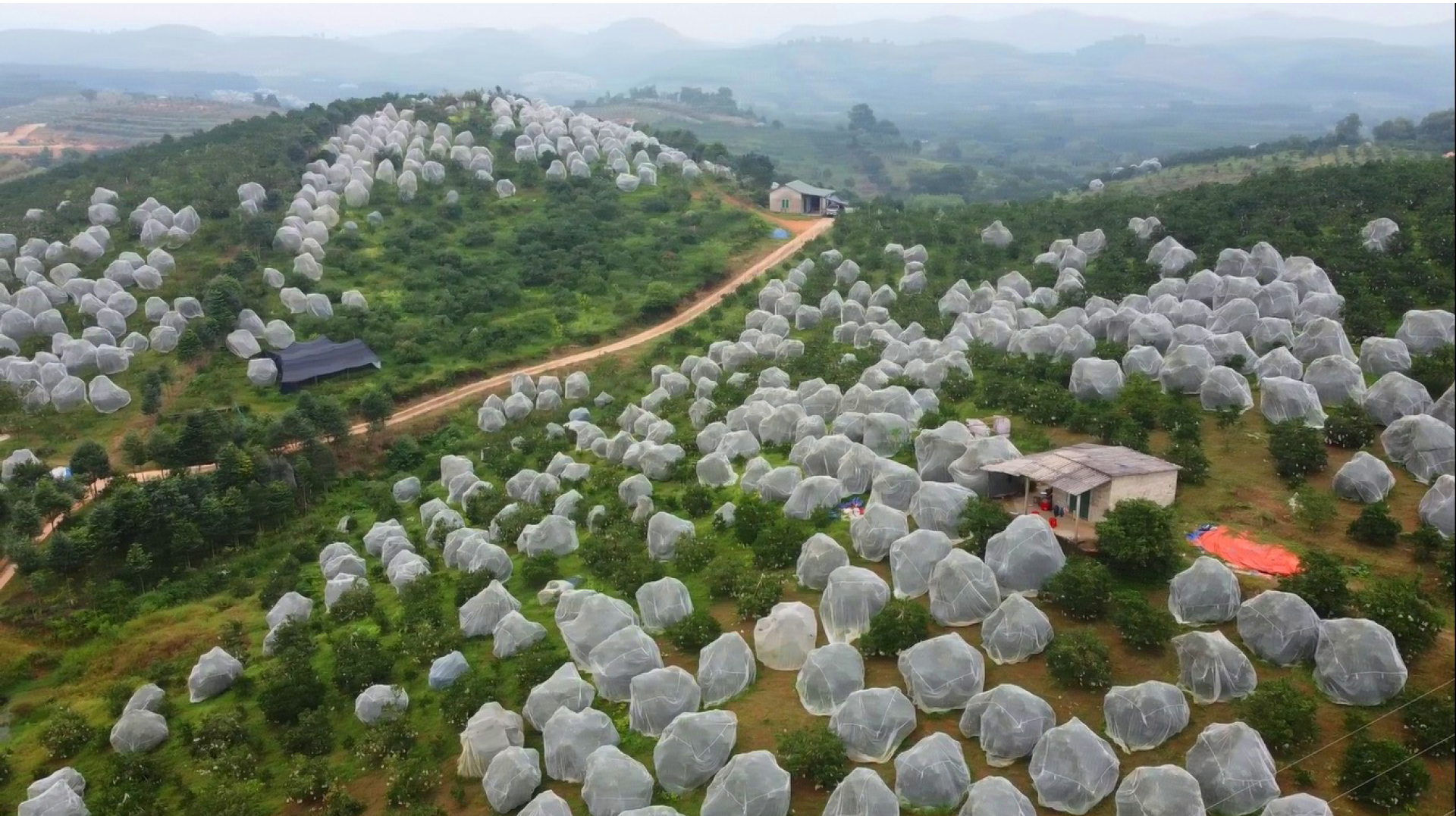 "Mắc màn lưới" bảo vệ cam Khe Mây đặc sản ở Hà Tĩnh ảnh 9