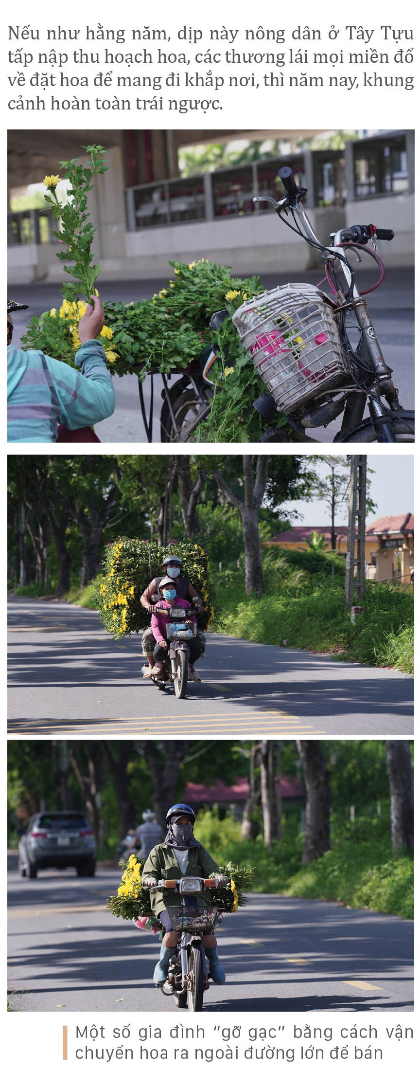 Làng hoa Tây Tựu “điêu đứng” vì dịch Covid-19 ảnh 11