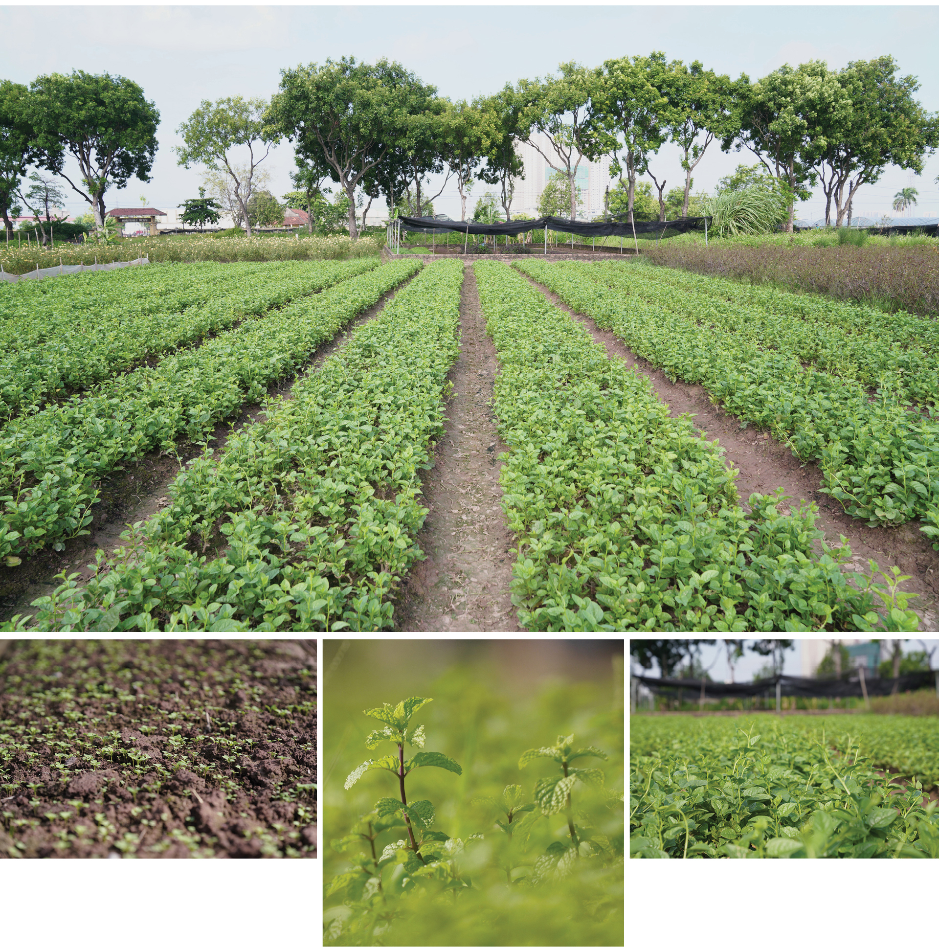 Làng hoa Tây Tựu “điêu đứng” vì dịch Covid-19 ảnh 13