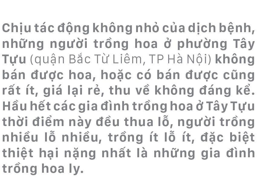 Làng hoa Tây Tựu “điêu đứng” vì dịch Covid-19 ảnh 1