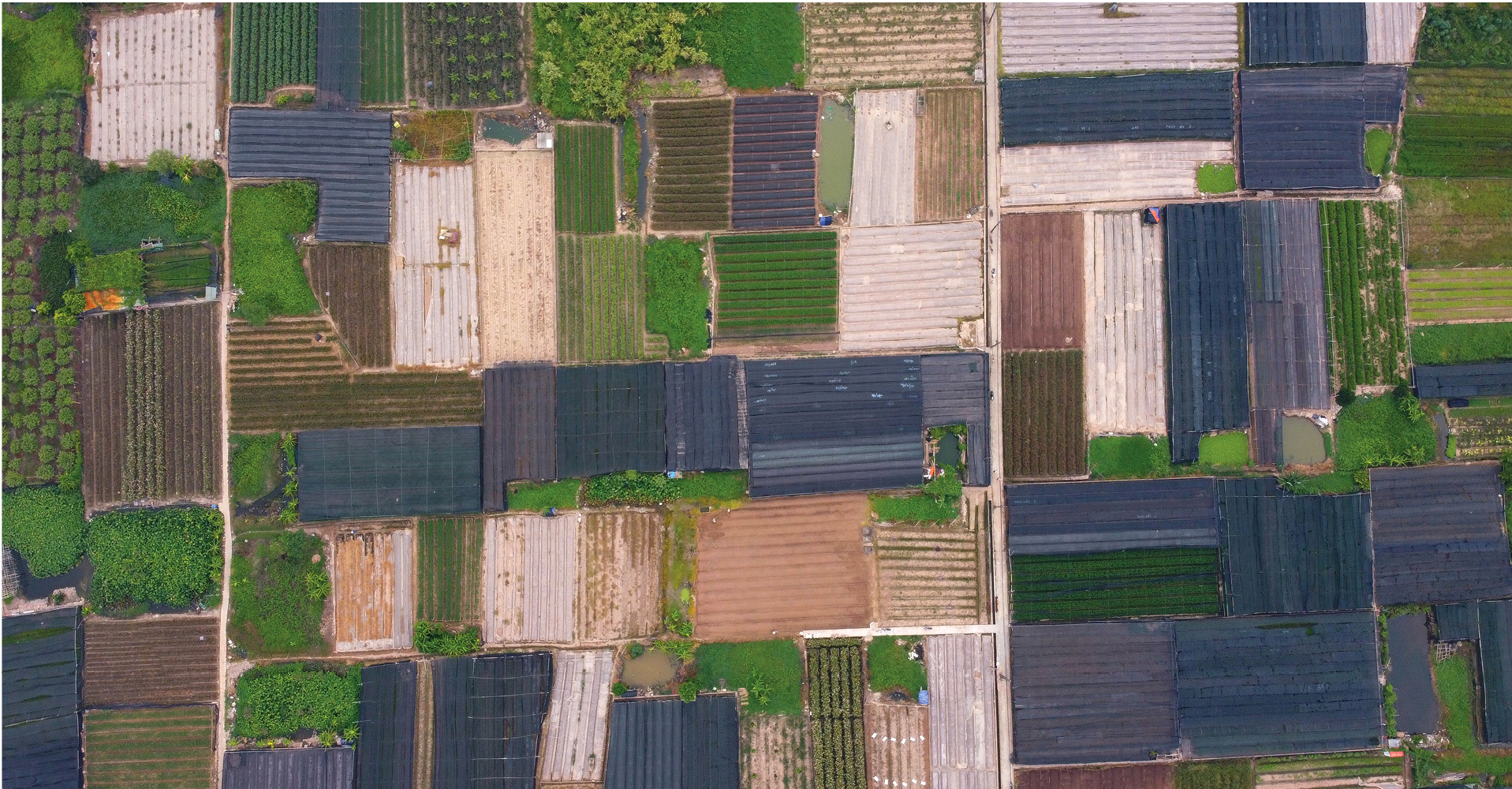 Làng hoa Tây Tựu “điêu đứng” vì dịch Covid-19 ảnh 2