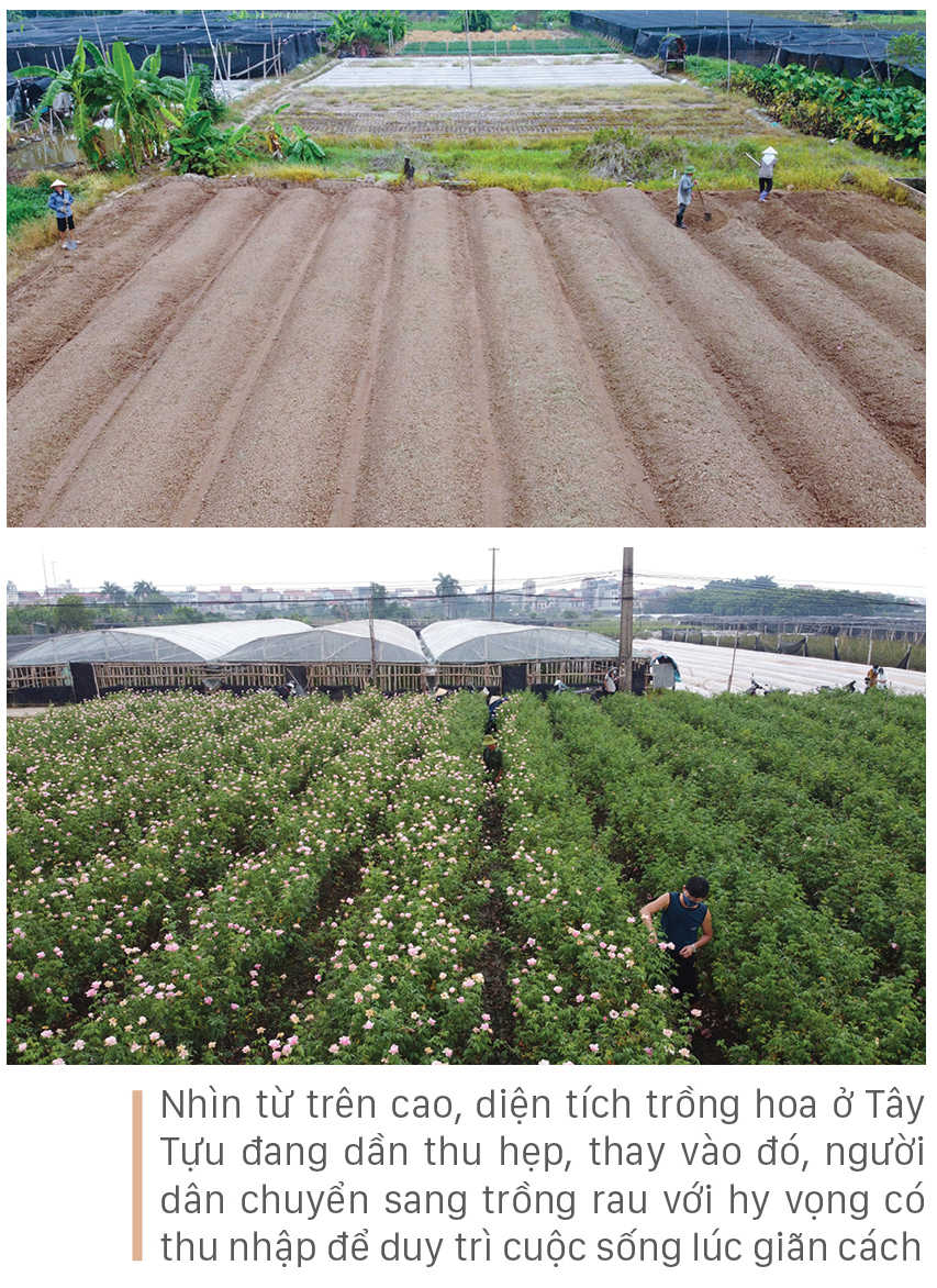 Làng hoa Tây Tựu “điêu đứng” vì dịch Covid-19 ảnh 3