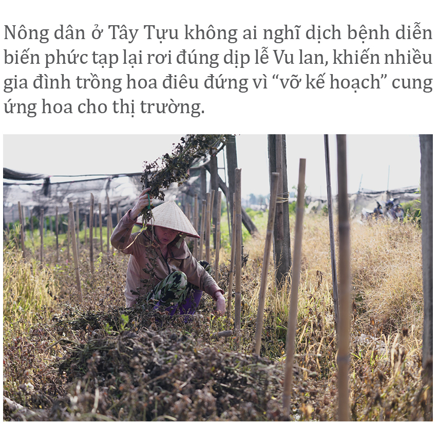 Làng hoa Tây Tựu “điêu đứng” vì dịch Covid-19 ảnh 4
