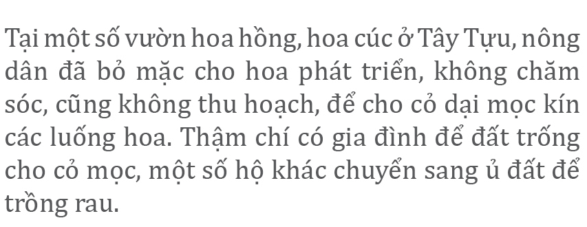 Làng hoa Tây Tựu “điêu đứng” vì dịch Covid-19 ảnh 5