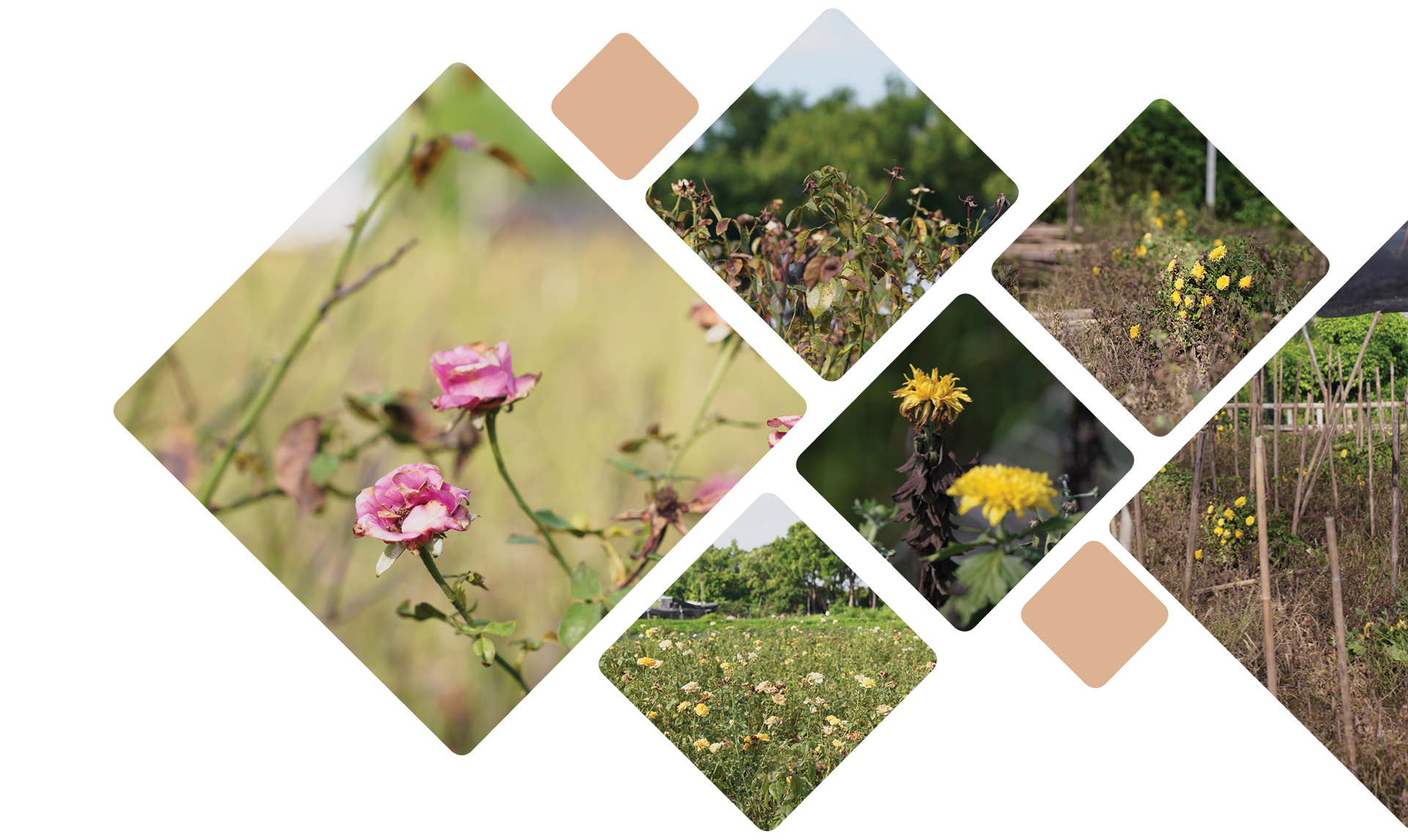 Làng hoa Tây Tựu “điêu đứng” vì dịch Covid-19 ảnh 6