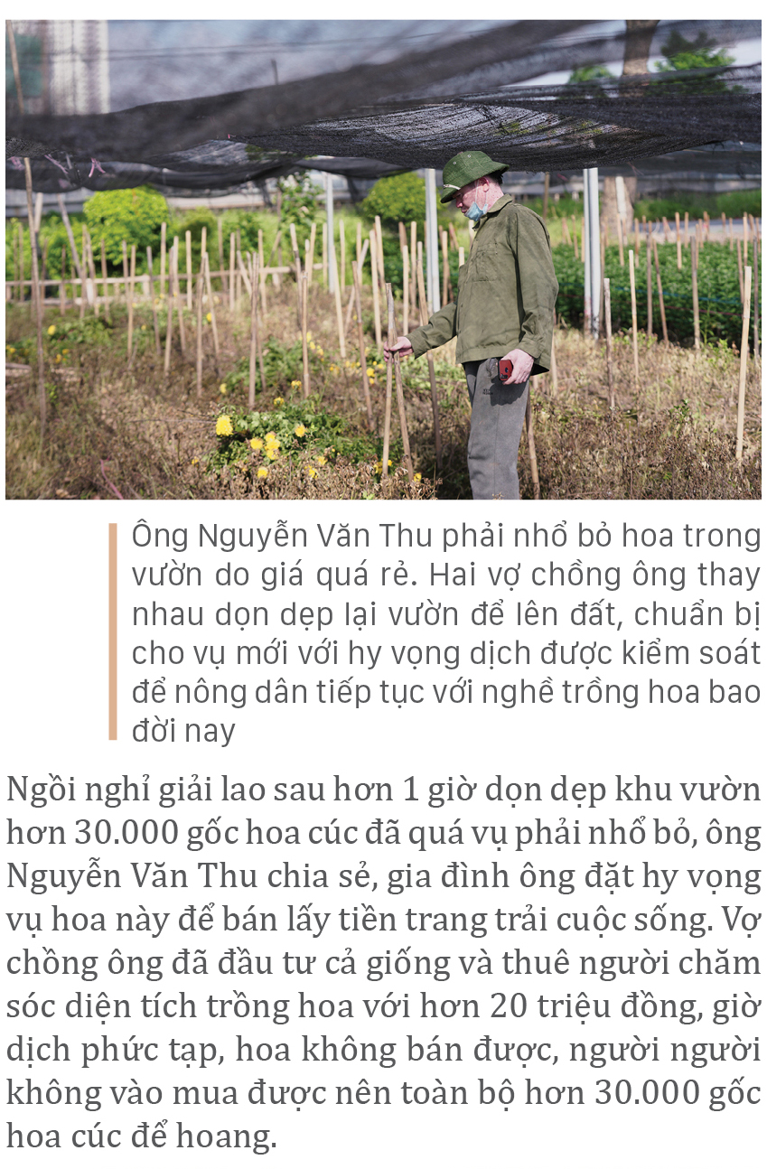 Làng hoa Tây Tựu “điêu đứng” vì dịch Covid-19 ảnh 7