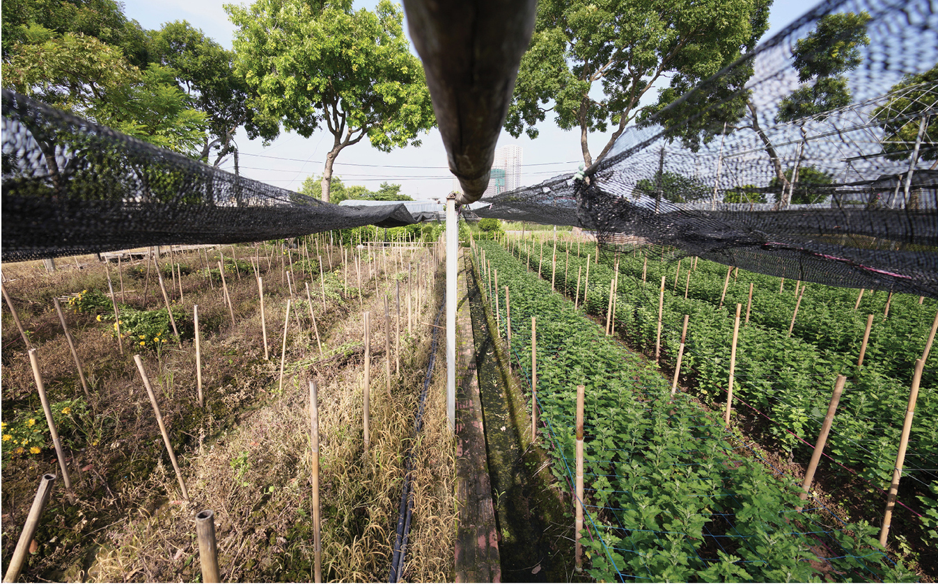 Làng hoa Tây Tựu “điêu đứng” vì dịch Covid-19 ảnh 8