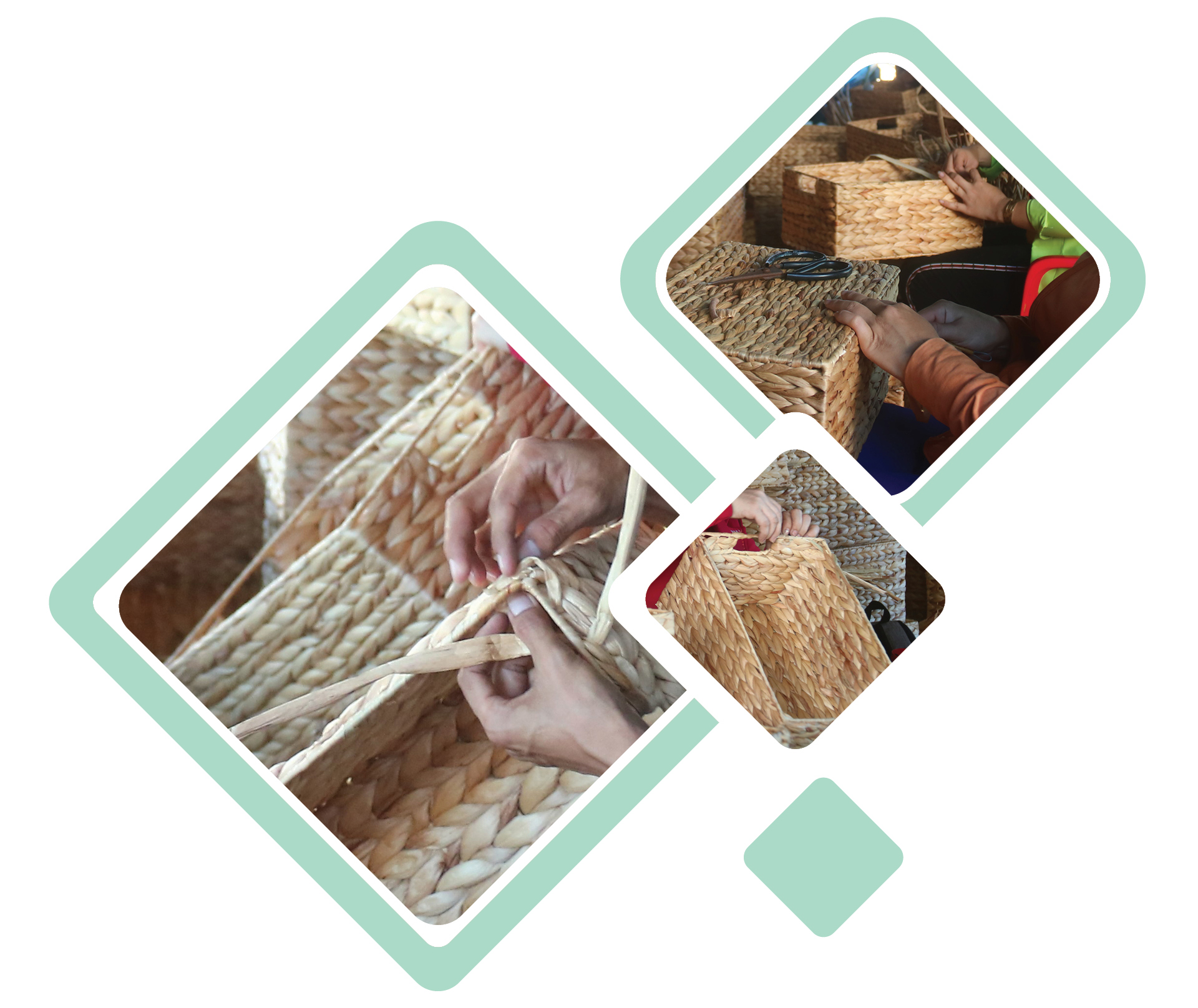 Lục bình 'vươn khơi' ảnh 11