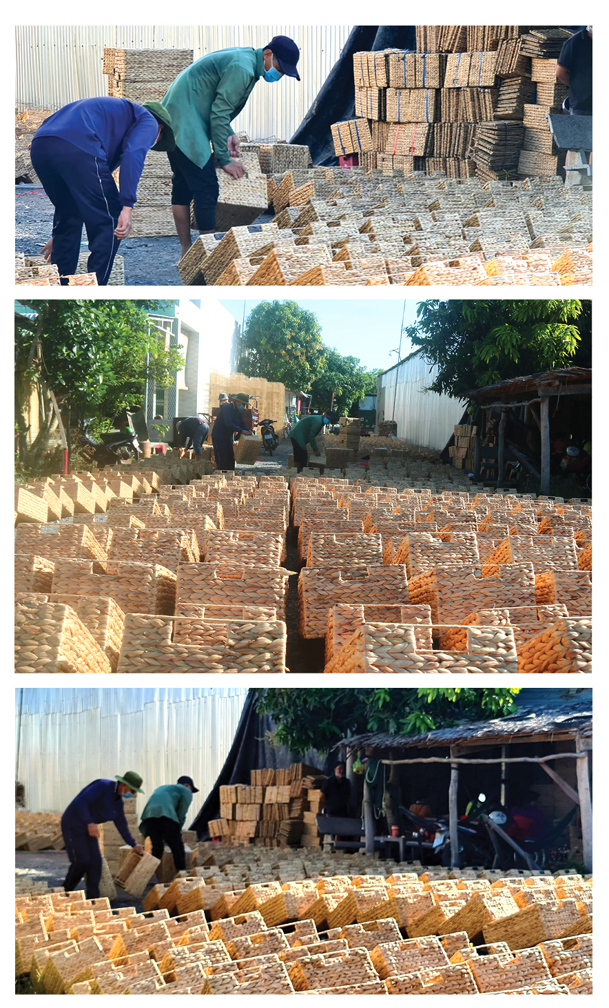 Lục bình 'vươn khơi' ảnh 12