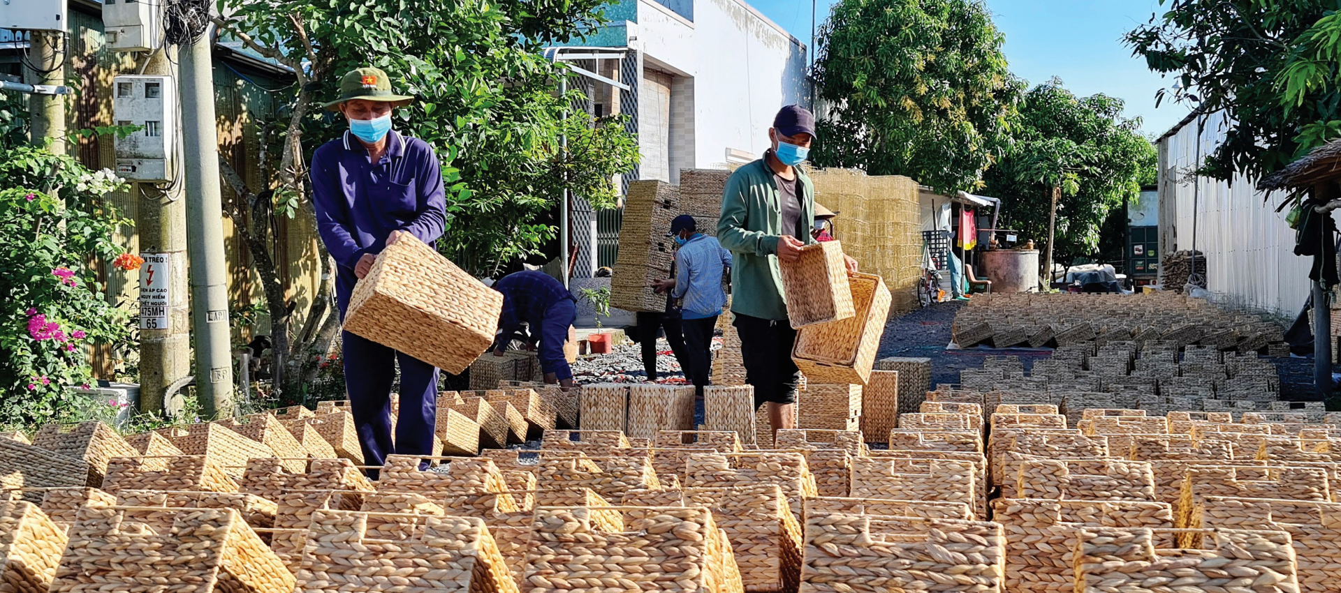 Lục bình 'vươn khơi' ảnh 13