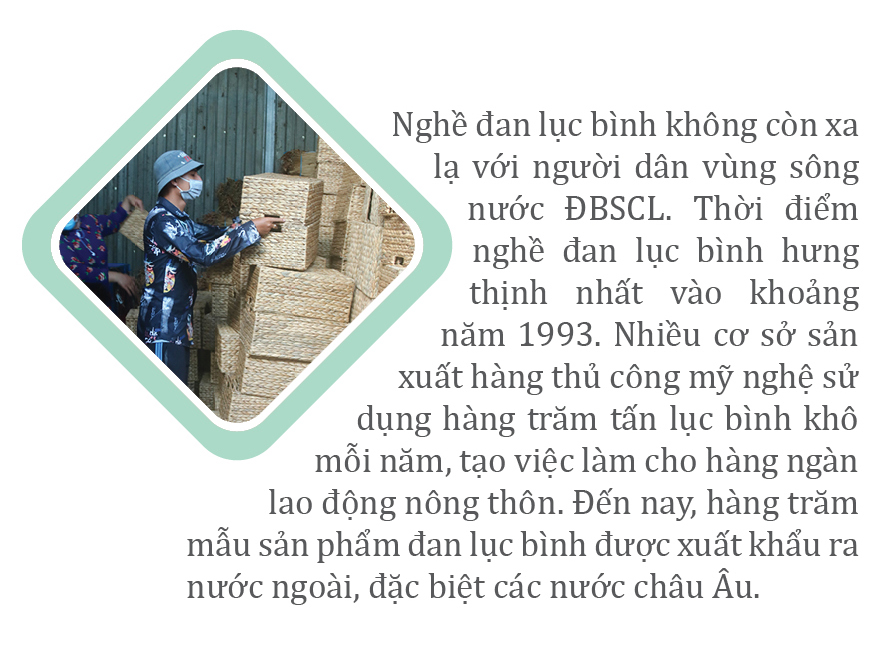 Lục bình 'vươn khơi' ảnh 14