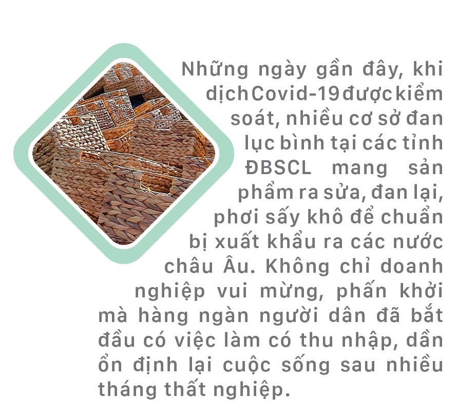 Lục bình 'vươn khơi' ảnh 1