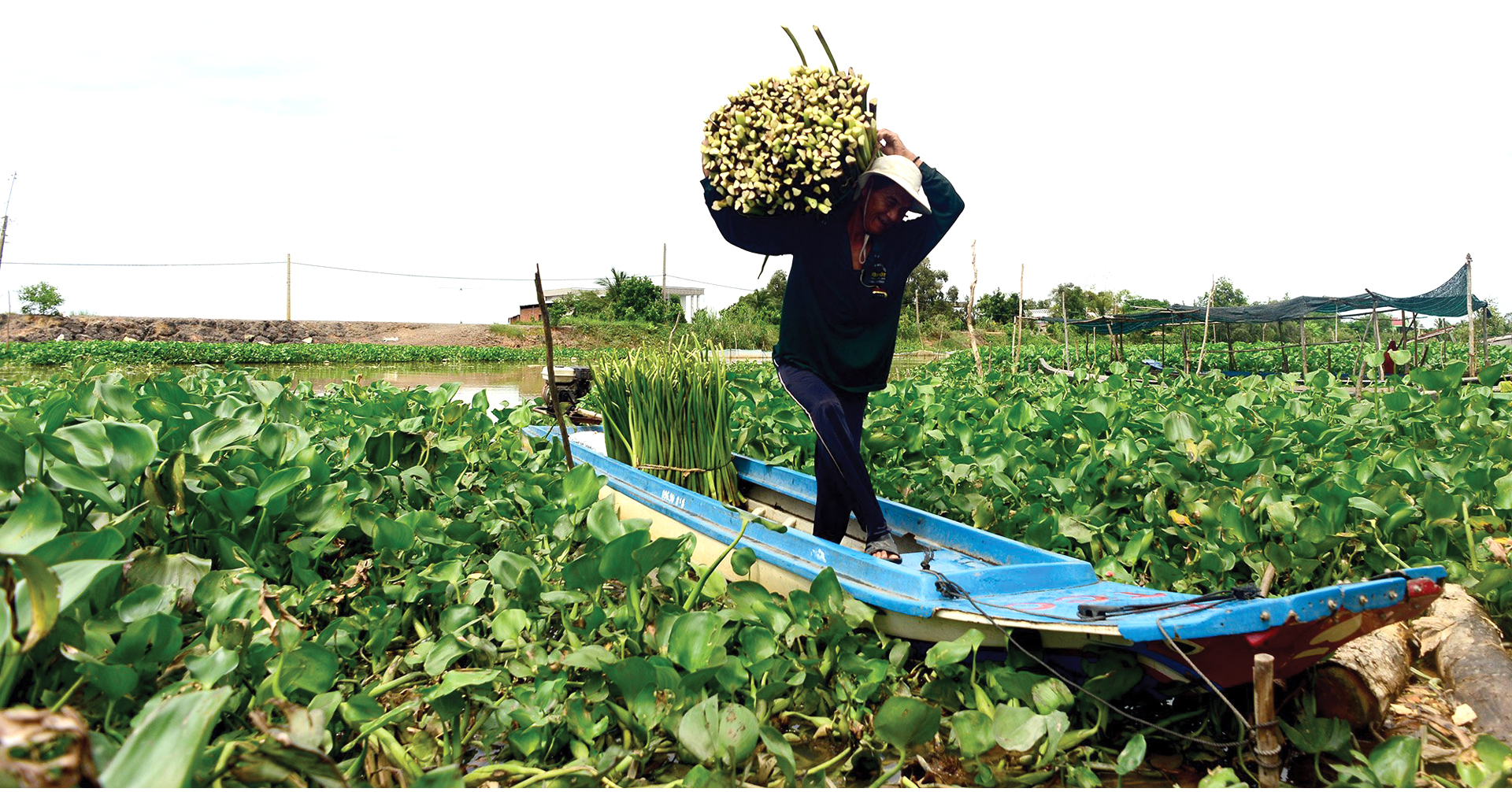 Lục bình 'vươn khơi' ảnh 2