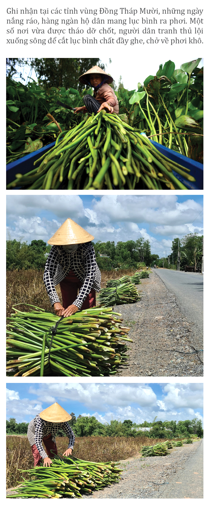 Lục bình 'vươn khơi' ảnh 3
