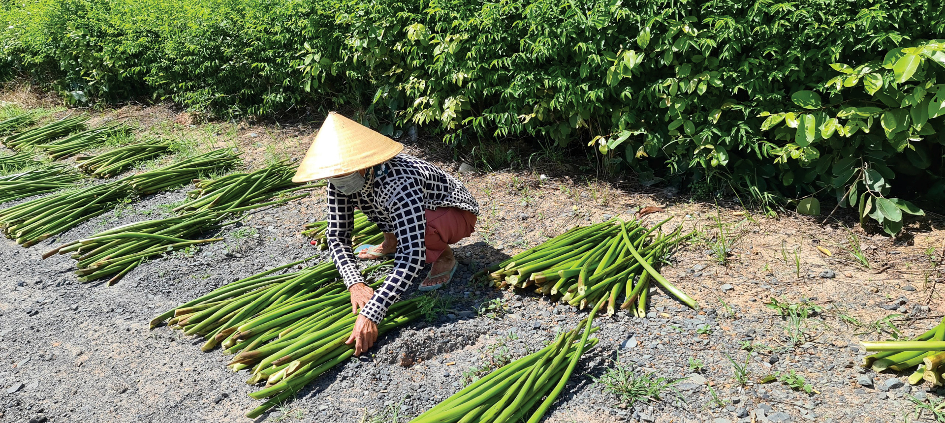 Lục bình 'vươn khơi' ảnh 4