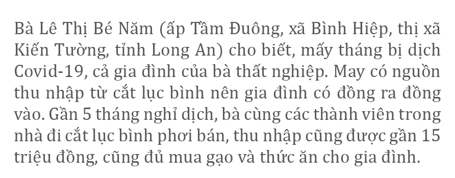 Lục bình 'vươn khơi' ảnh 5