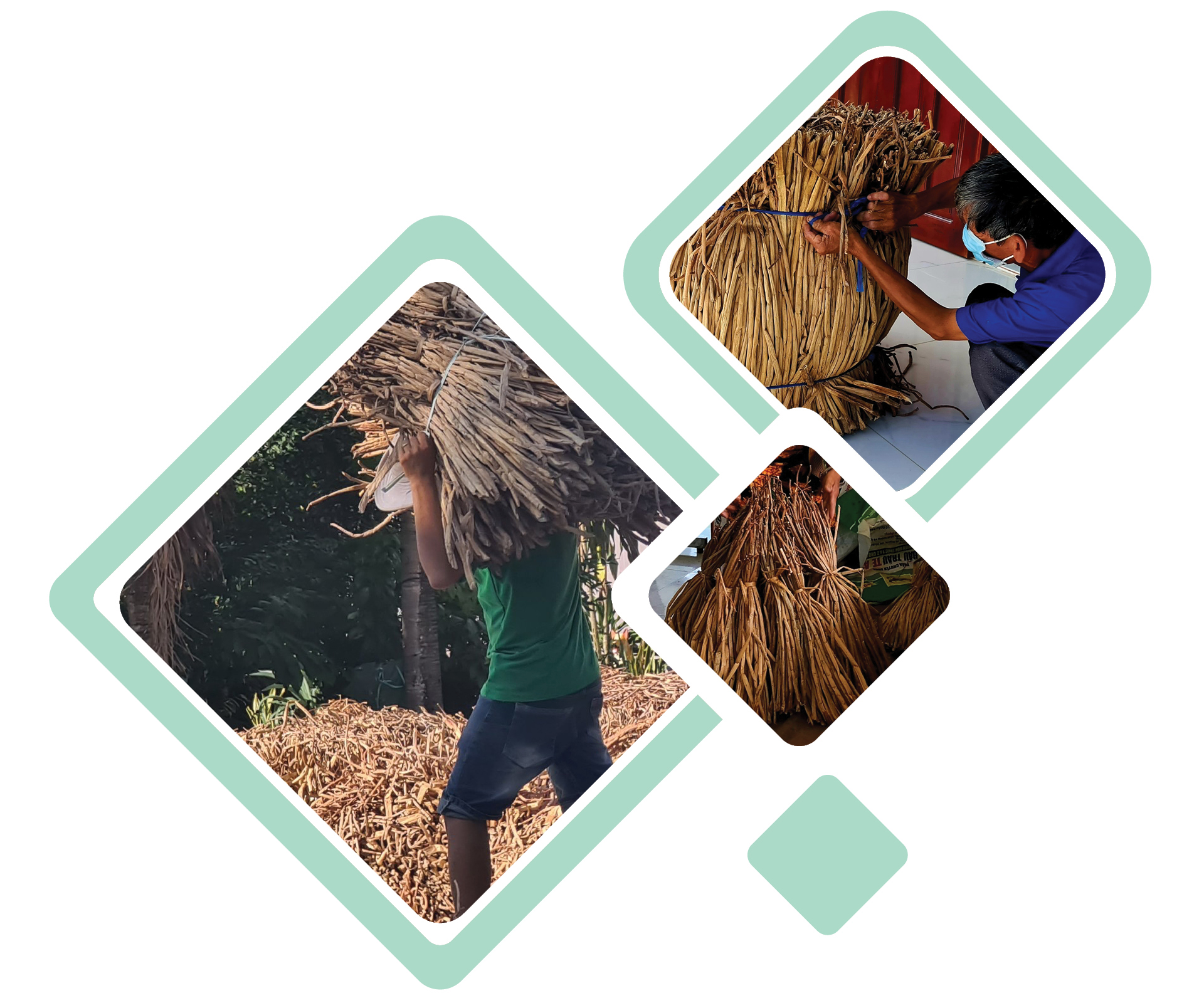 Lục bình 'vươn khơi' ảnh 6