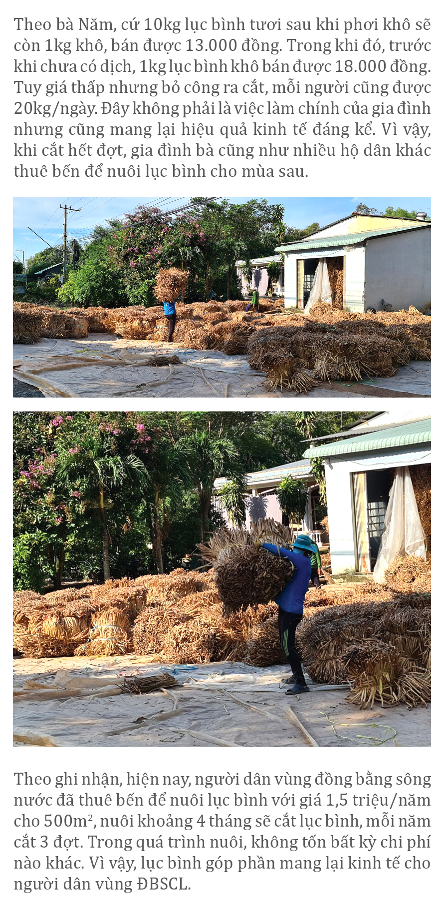 Lục bình 'vươn khơi' ảnh 7