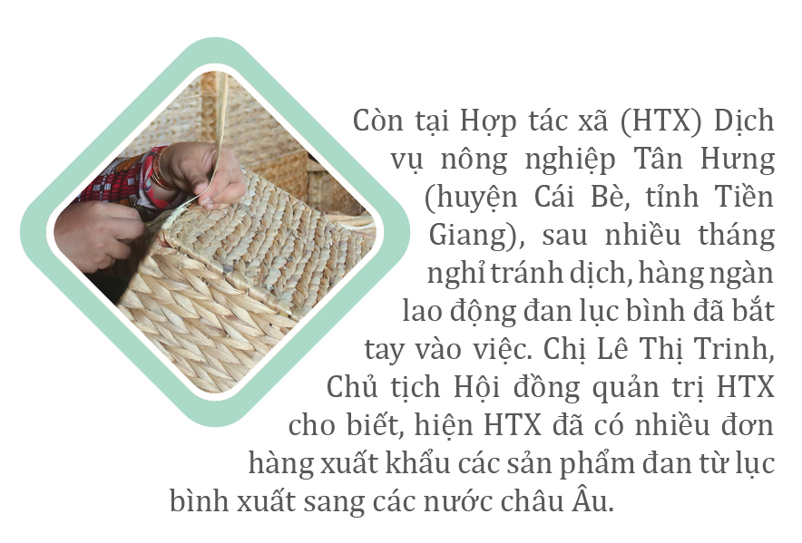Lục bình 'vươn khơi' ảnh 8