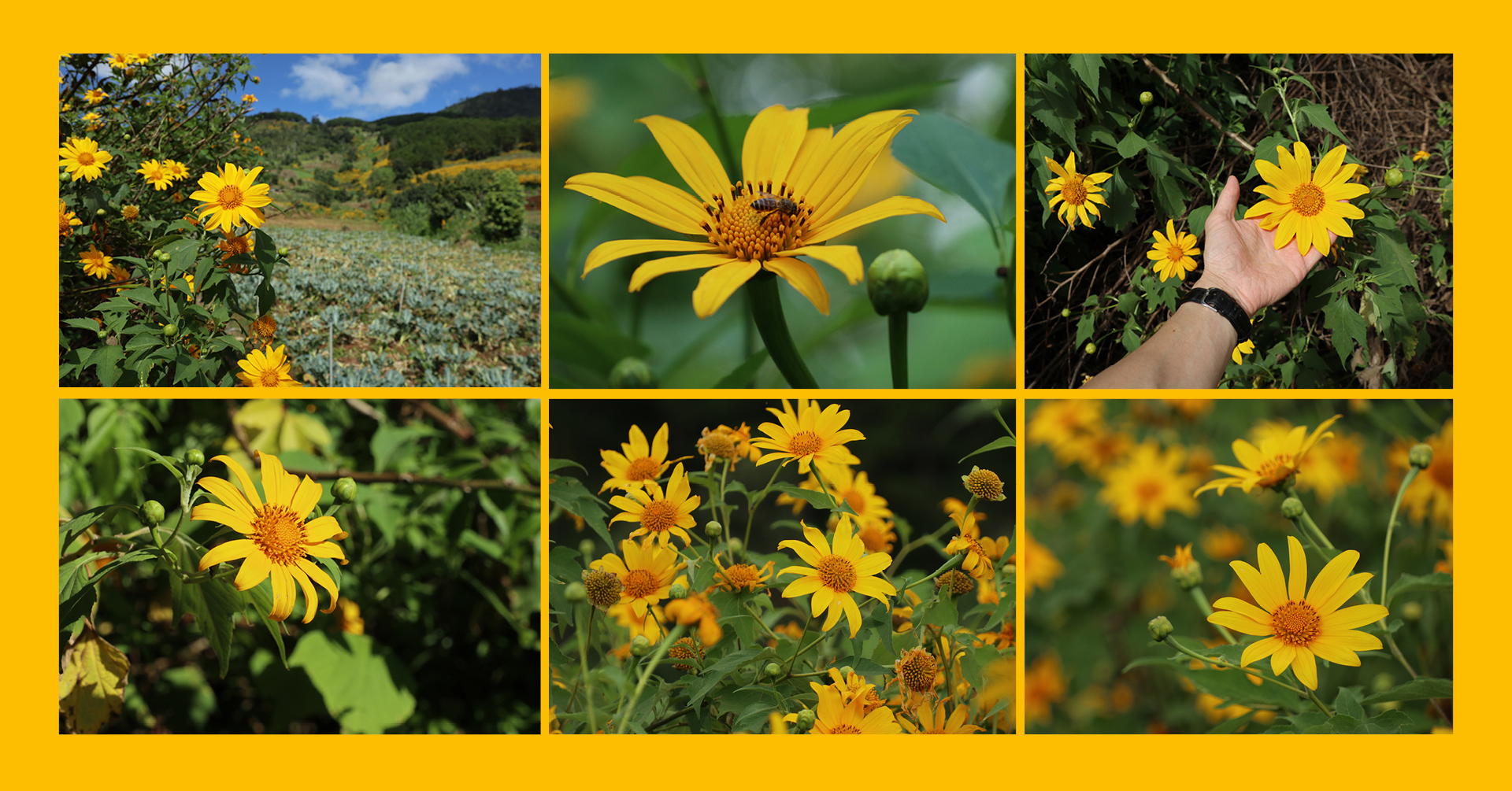 Rực rỡ mùa dã quỳ Đà Lạt ảnh 11