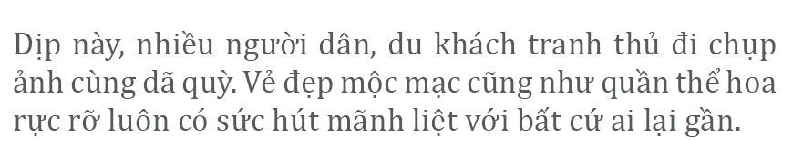 Rực rỡ mùa dã quỳ Đà Lạt ảnh 12