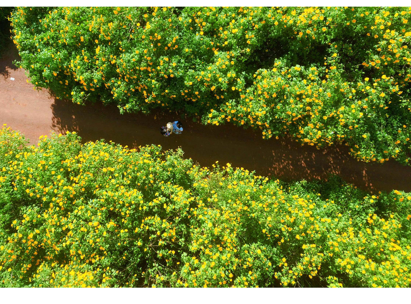 Rực rỡ mùa dã quỳ Đà Lạt ảnh 15