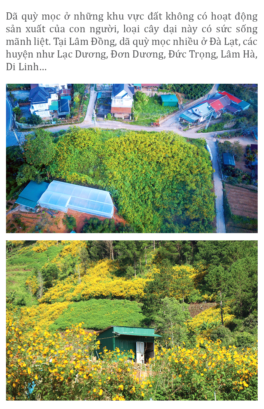 Rực rỡ mùa dã quỳ Đà Lạt ảnh 2