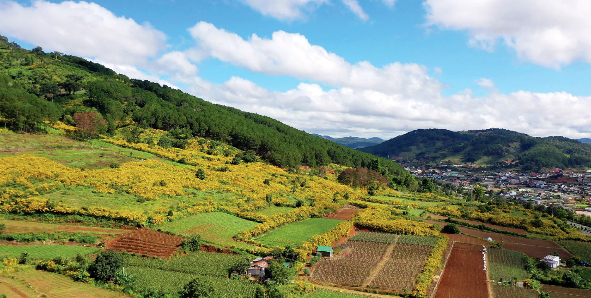 Rực rỡ mùa dã quỳ Đà Lạt ảnh 3