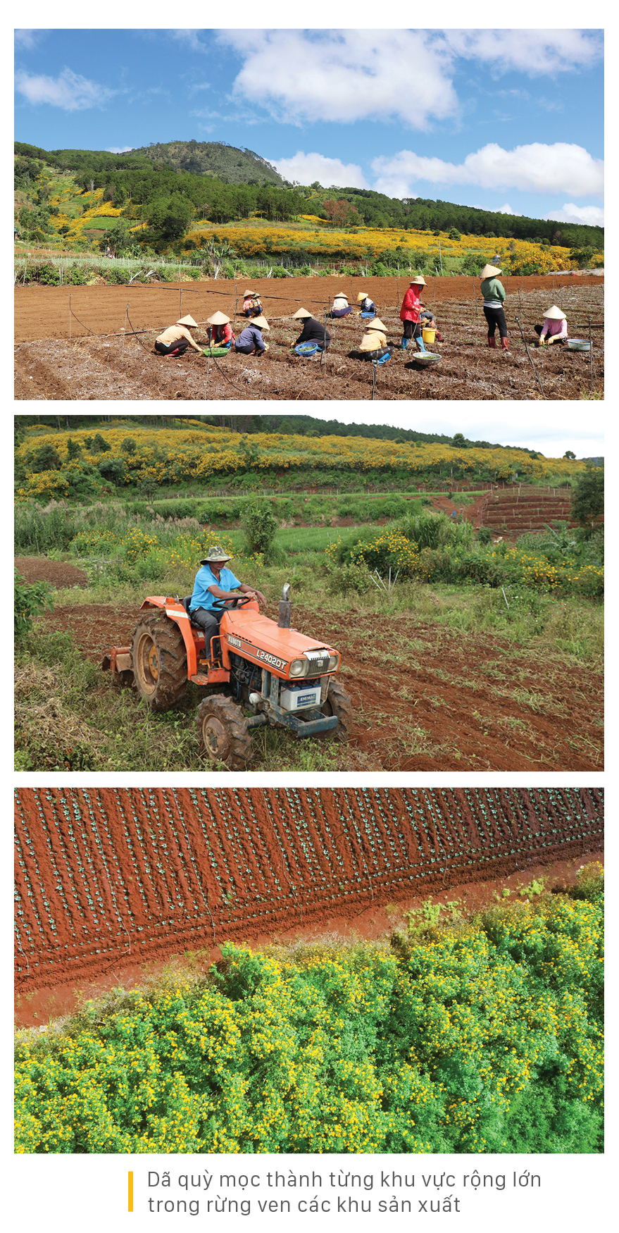 Rực rỡ mùa dã quỳ Đà Lạt ảnh 4