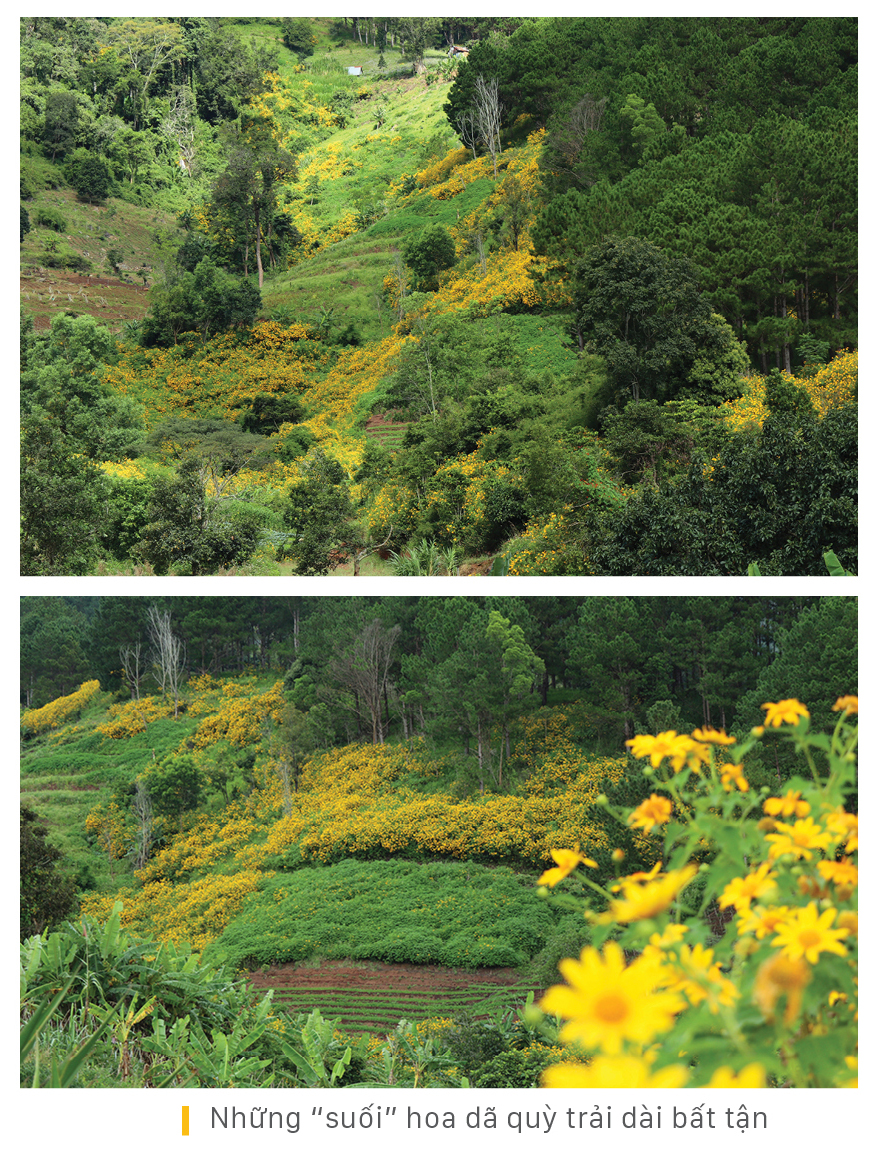 Rực rỡ mùa dã quỳ Đà Lạt ảnh 7