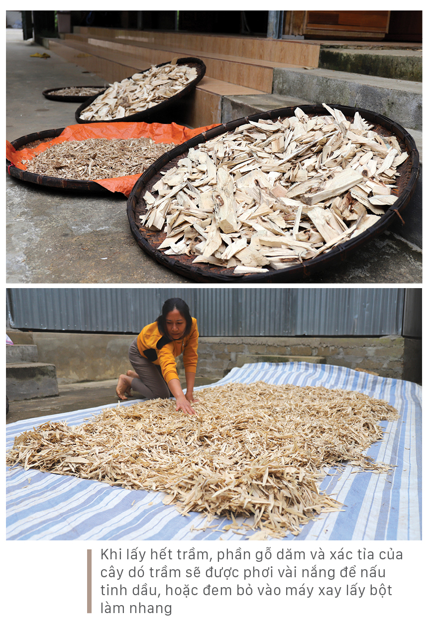 Phúc Trạch - 'thủ phủ' của cây dó trầm ảnh 10