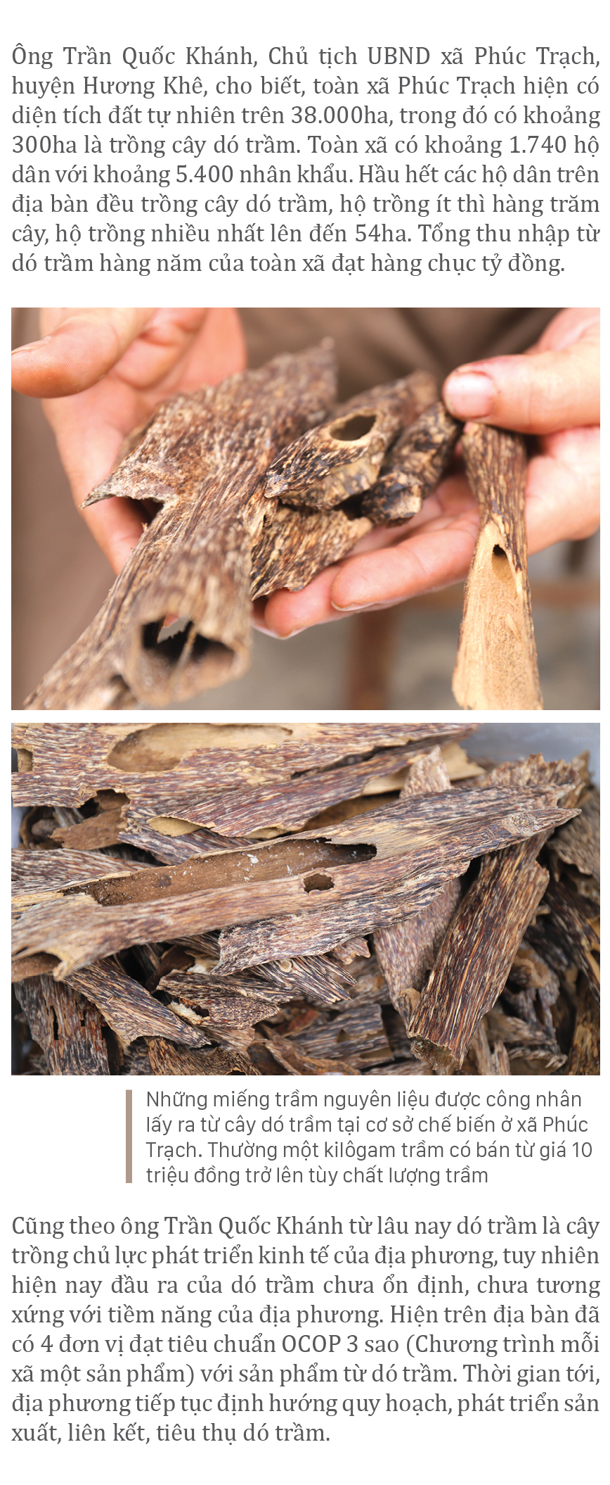 Phúc Trạch - 'thủ phủ' của cây dó trầm ảnh 18