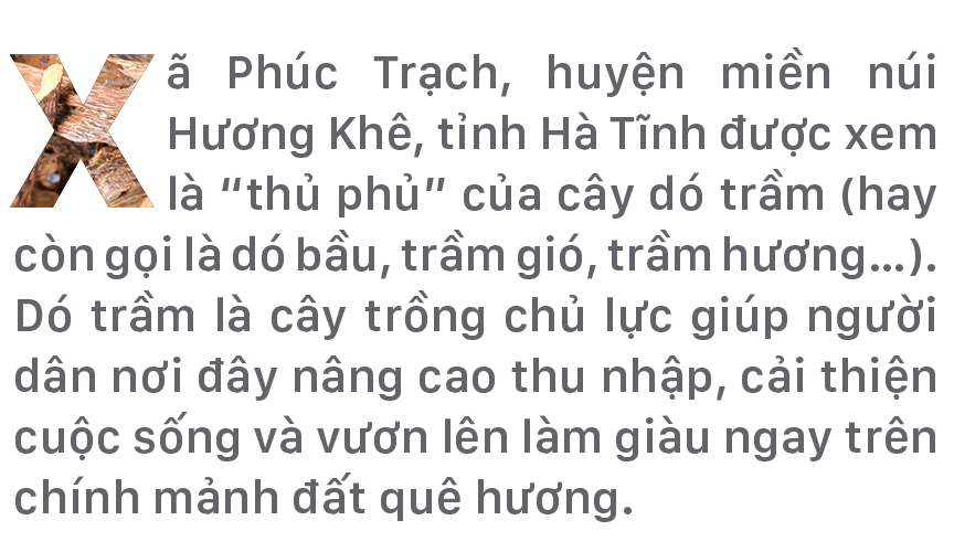 Phúc Trạch - 'thủ phủ' của cây dó trầm ảnh 1