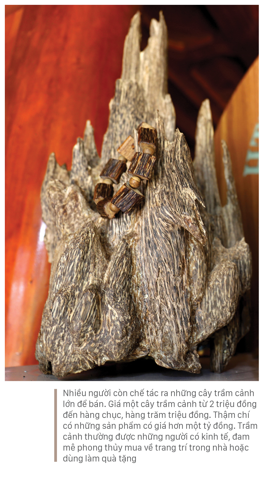 Phúc Trạch - 'thủ phủ' của cây dó trầm ảnh 21