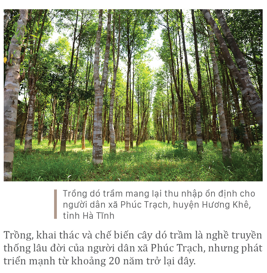 Phúc Trạch - 'thủ phủ' của cây dó trầm ảnh 2