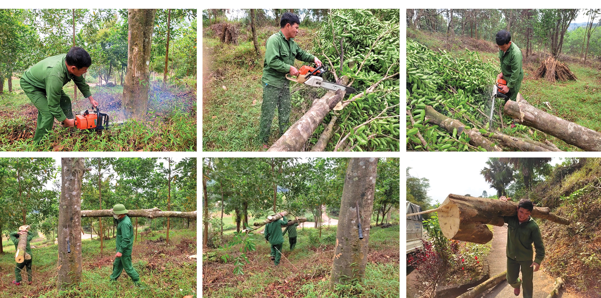 Phúc Trạch - 'thủ phủ' của cây dó trầm ảnh 3