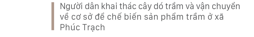 Phúc Trạch - 'thủ phủ' của cây dó trầm ảnh 4