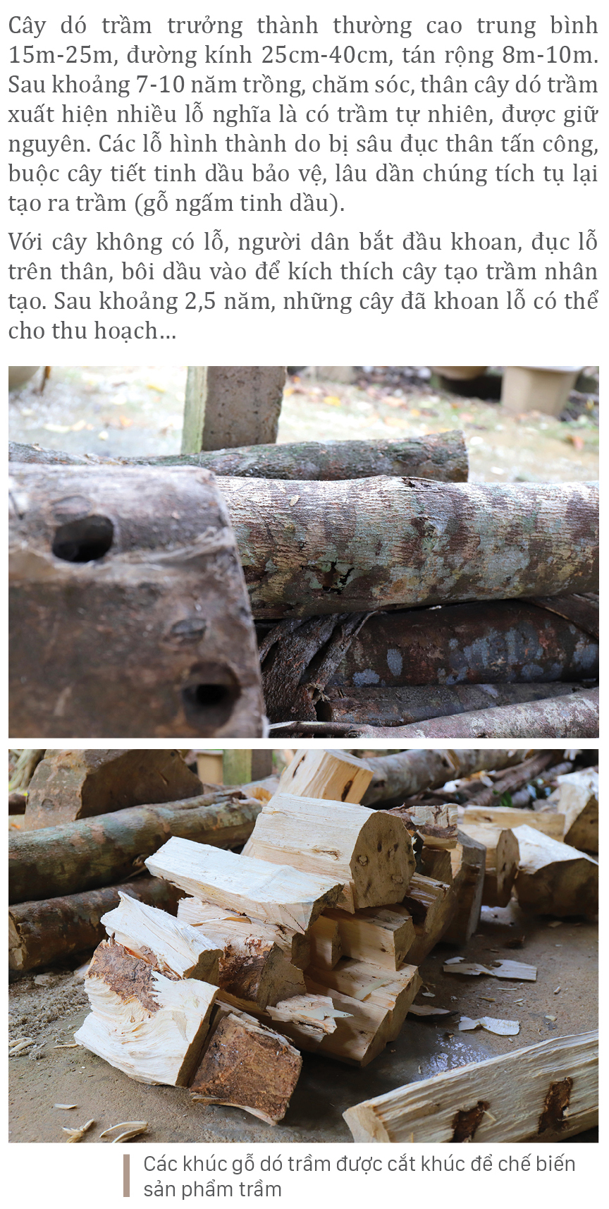 Phúc Trạch - 'thủ phủ' của cây dó trầm ảnh 5