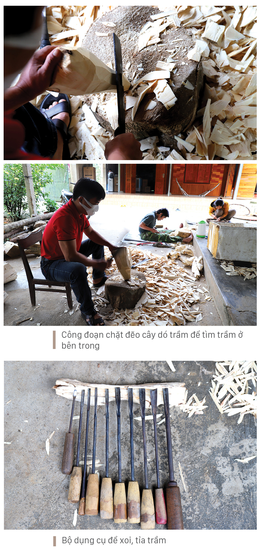 Phúc Trạch - 'thủ phủ' của cây dó trầm ảnh 6